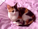 I love little pussy - mp3